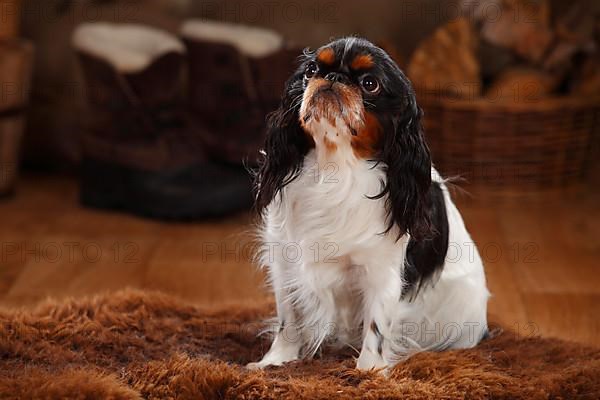 King Charles Spaniel