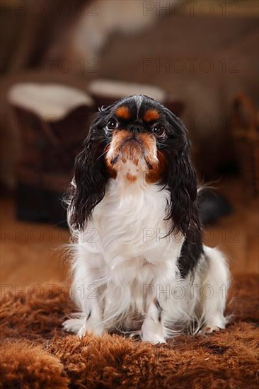 King Charles Spaniel