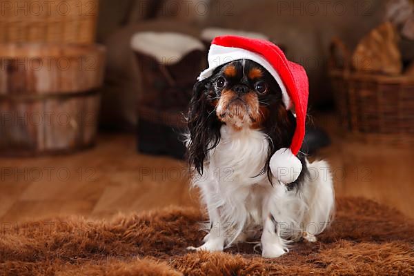 King Charles Spaniel