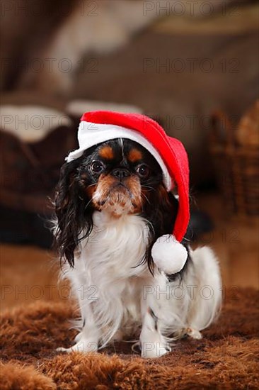 King Charles Spaniel