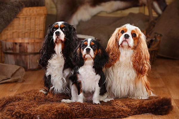 Cavalier King Charles Spaniel