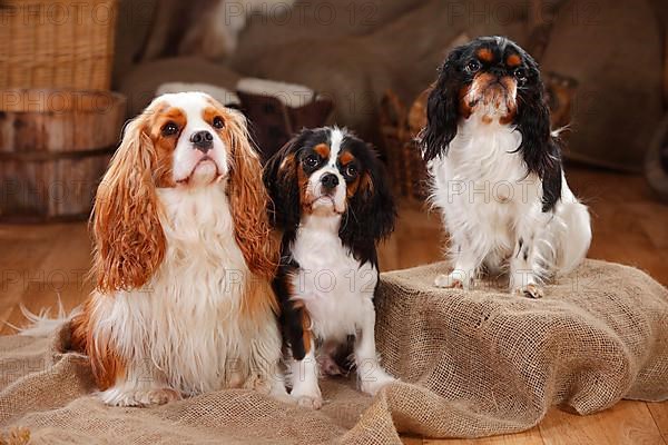 King Charles Spaniel and Cavalier King Charles Spaniel with puppy