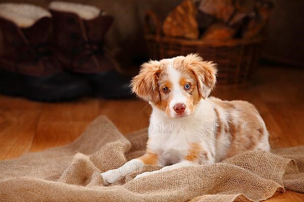 Miniature Australian Shepherd