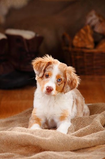 Miniature Australian Shepherd