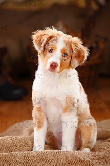 Miniature Australian Shepherd