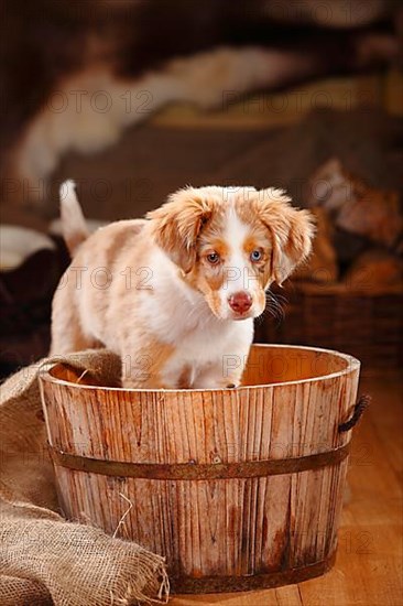 Miniature Australian Shepherd