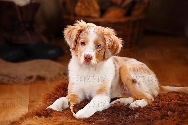 Miniature Australian Shepherd