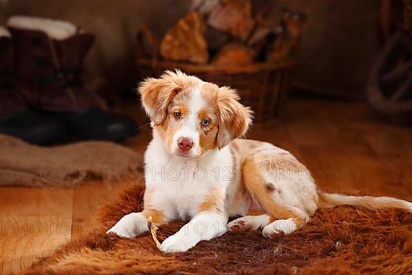 Miniature Australian Shepherd