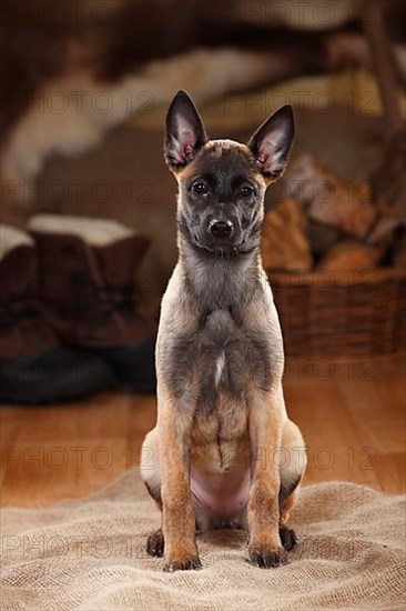 Malinois