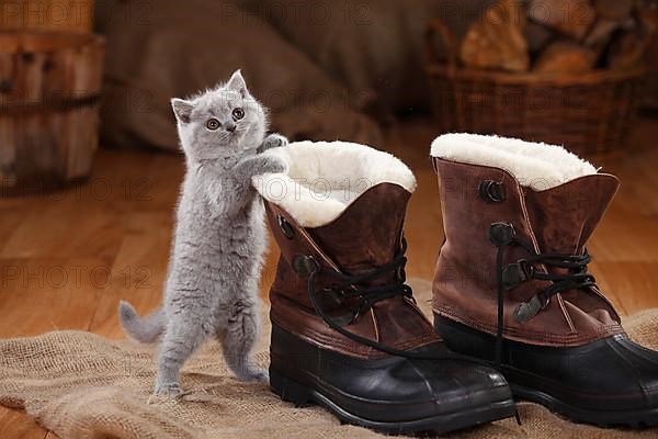 British Shorthair