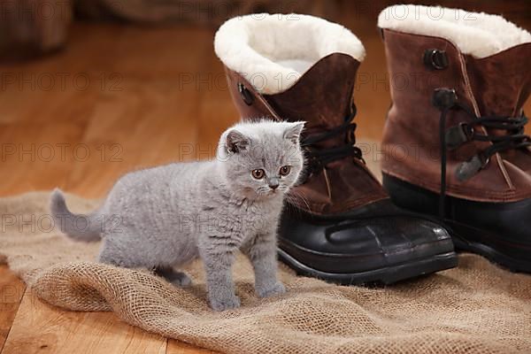 British Shorthair