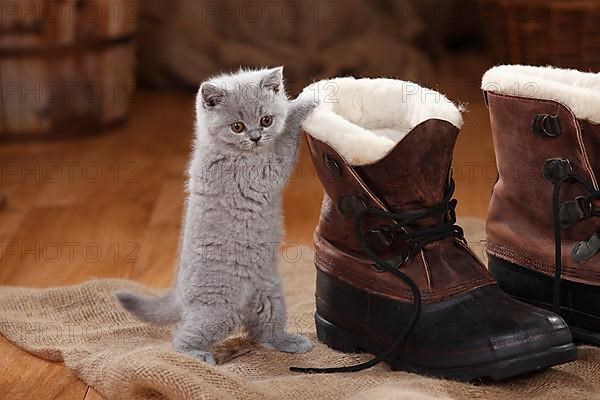 British Shorthair