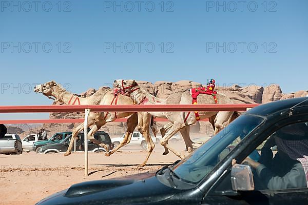 Bedouin watches official camel race in Wadi Rum from car