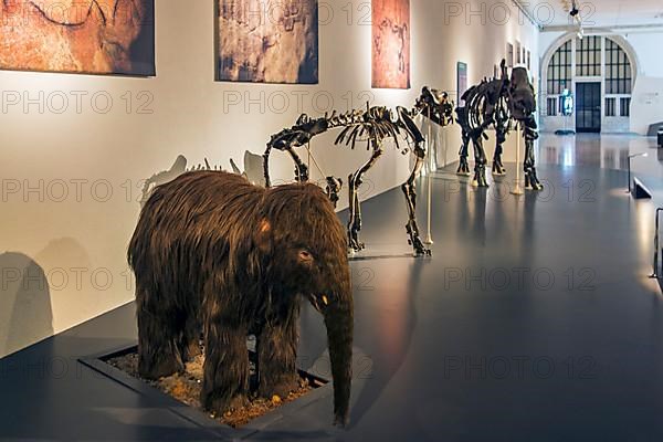 Replica of a woolly mammoth