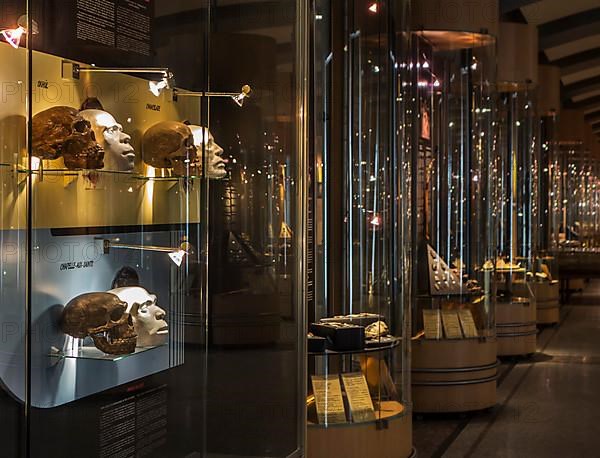 Replicas of heads and skulls depicting human evolution in the prehistory exhibition room at the Cinquantenaire Museum in Brussels