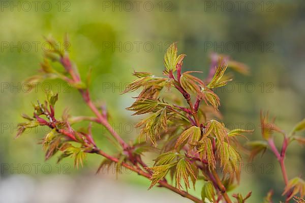 (Acer palmatum) senkaki, Coral Bark Maple