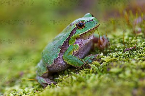 European tree frog