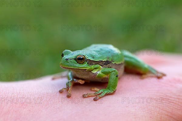 European tree frog