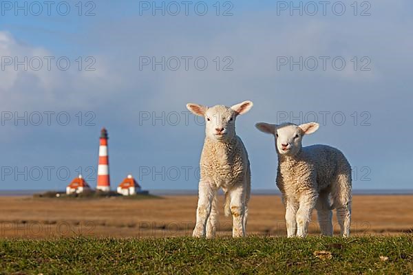 Westerheversand lighthouse and two white lambs on salt marsh near Westerhever