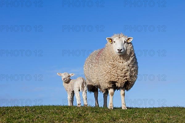 Frisian dairy ewe with white lamb in a meadow