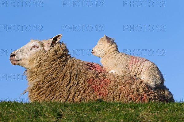 Frisian milk sheep with white lamb on its back resting in a meadow