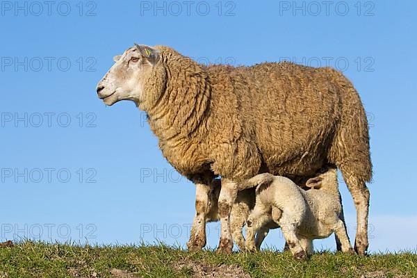 Frisian dairy ewe suckling two white lambs in a meadow