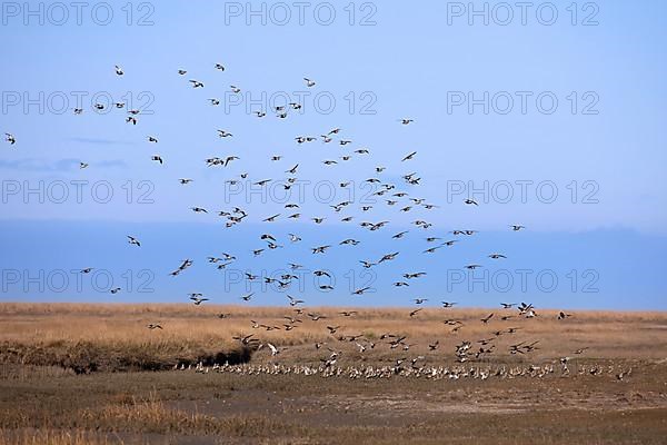 European golden plover