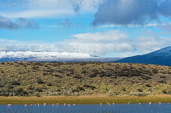 Chilean chilean flamingo