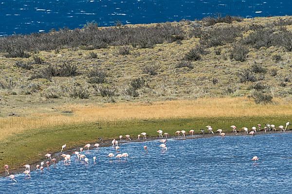 Chilean chilean flamingo