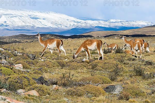 Group of guanacos