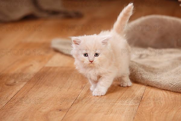 British Longhair