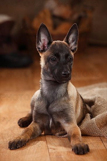 Malinois