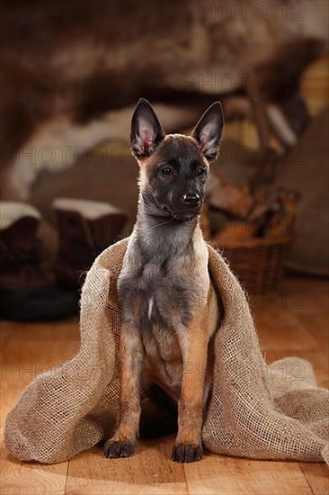 Malinois