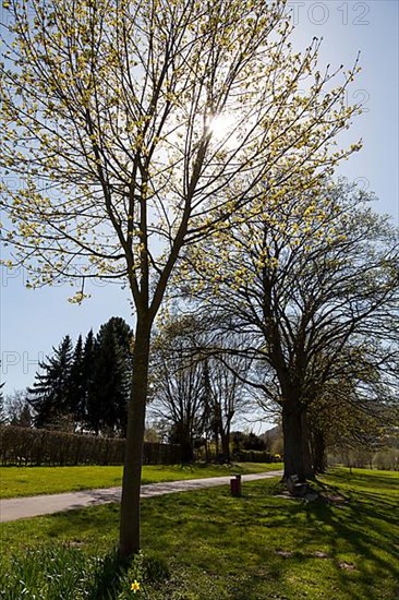 Trees in spring