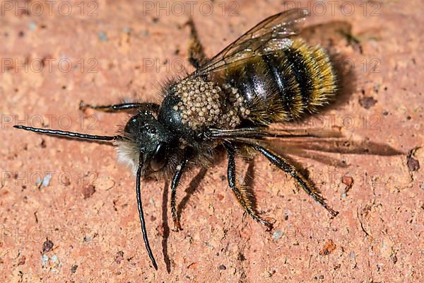 Newly emerged red mason bee