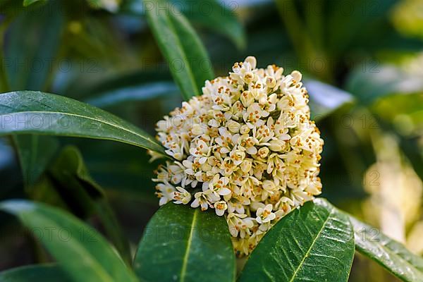 Skimmia