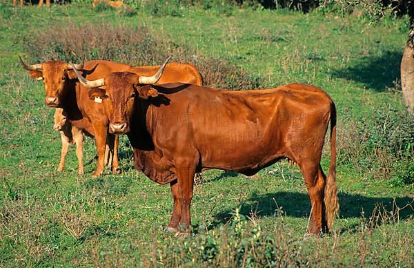 Domestic cattle