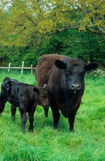 Domestic cattle