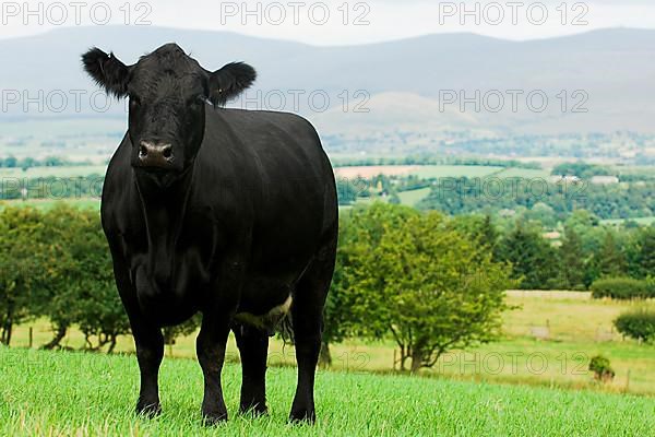 Domestic cattle