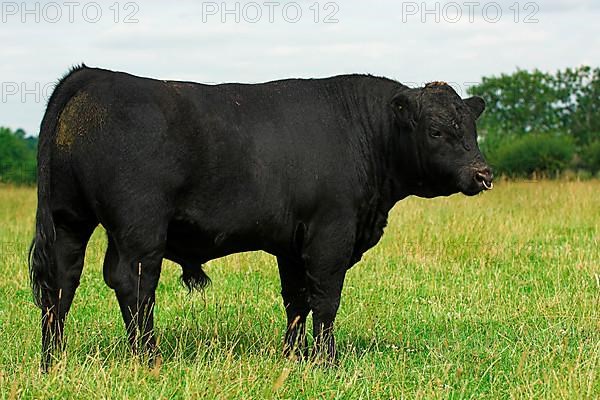 Domestic cattle