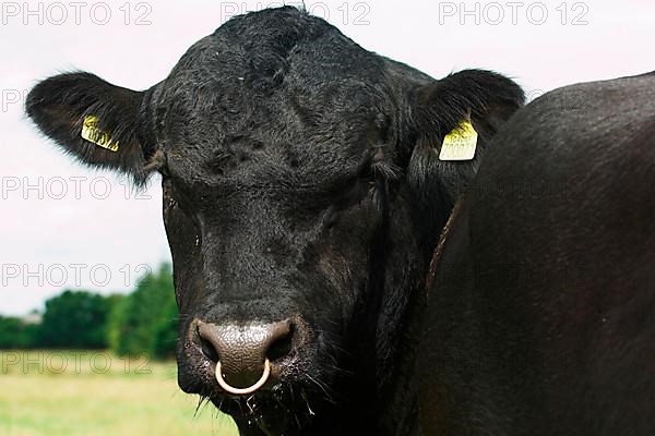 Domestic cattle