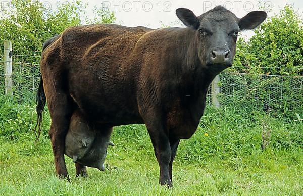 Domestic cattle