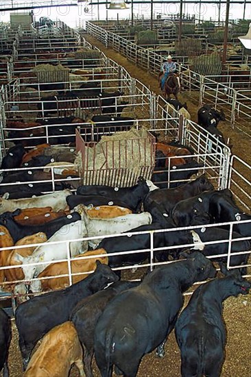 Domestic cattle