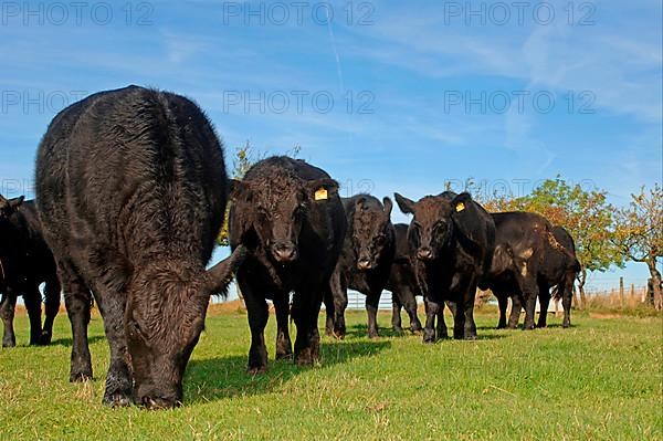 Domestic cattle