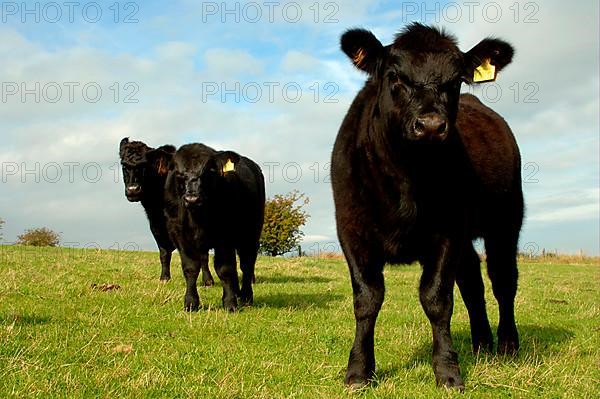 Domestic cattle