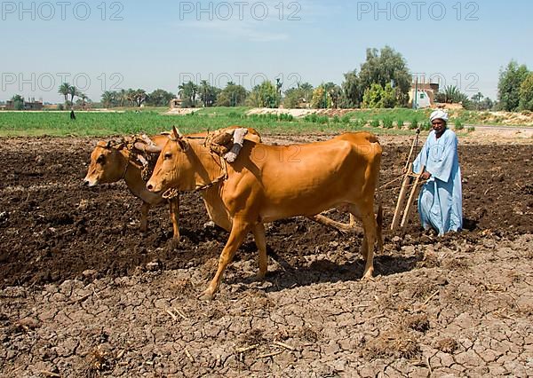 Domestic cattle