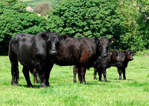 Domestic cattle