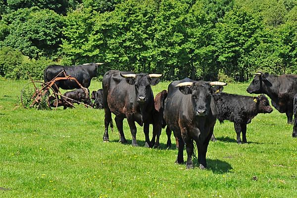 Domestic cattle