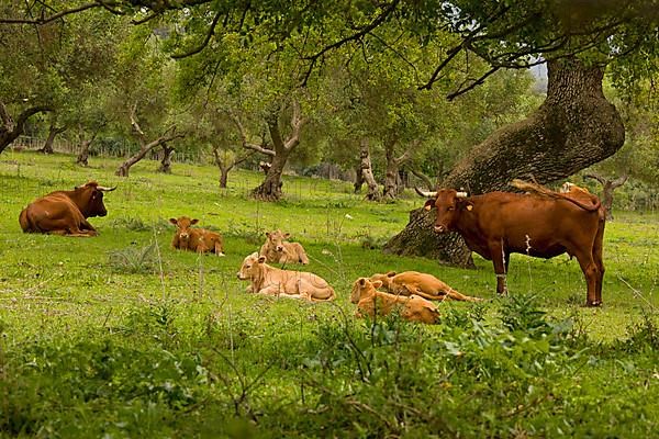 Domestic cattle