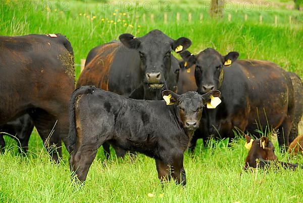 Domestic cattle